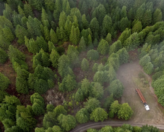 Image of a top-down point-of-view over a forest
